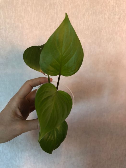 Хомаломена Лемон Лайм