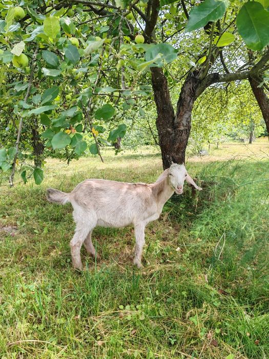 Продам дві кізоньки.Ціна договірна