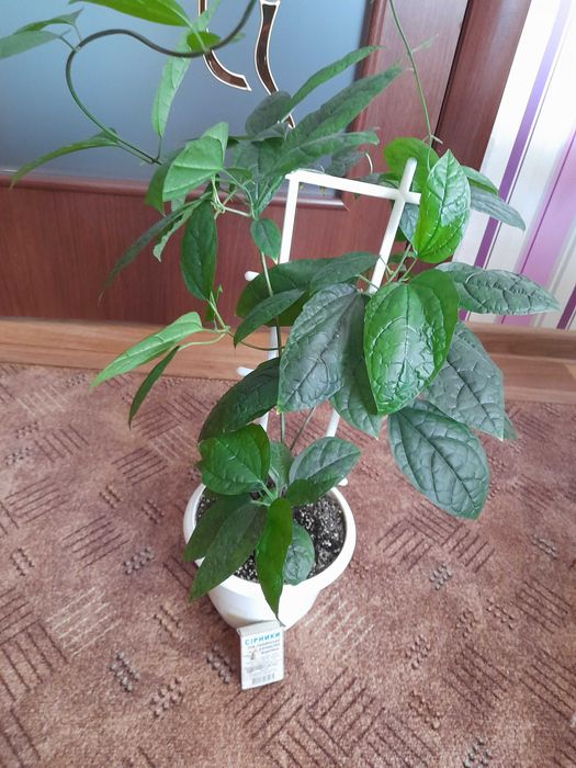 Клеродендрум комнатное растение вьющееся