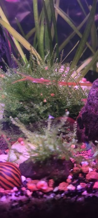 Planta aquário - Musgo Java