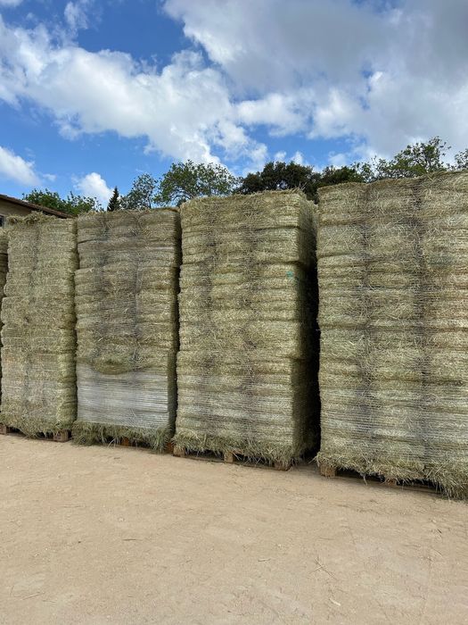 Feno Francês de Alta Qualidade – Fardos de 24 kg extra prensados