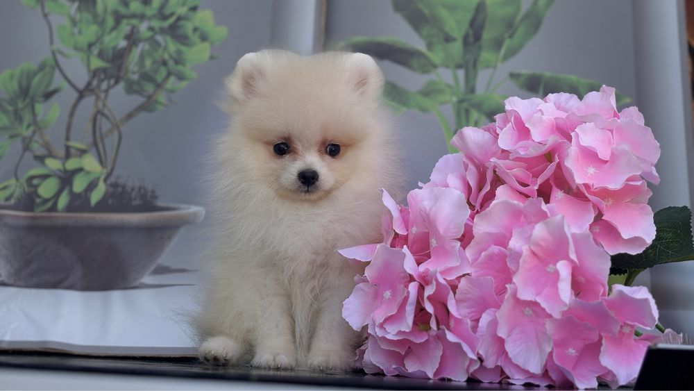 Шпіцика в сімʼю дівчинка