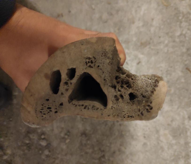 Osso de baleia antigo