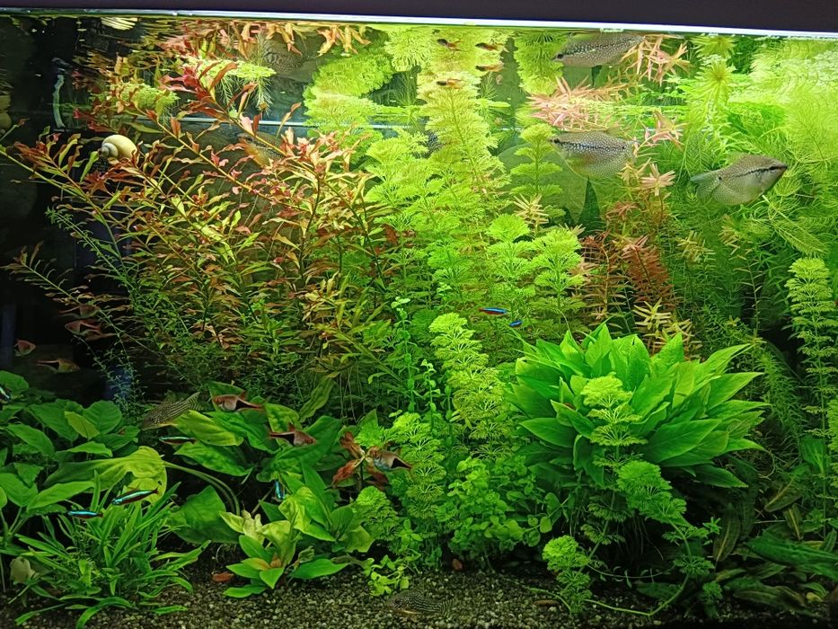 Rośliny akwariowe, zestaw 4 gatunków