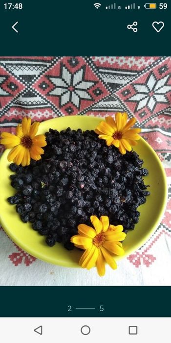 Чорниця сушена з Карпат