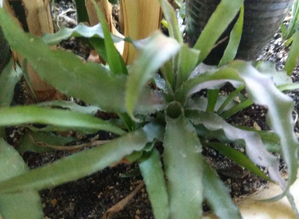 Криптантус бромелиевые