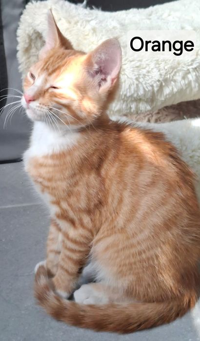 3.5 miesieczne kocurki.do adopcji.