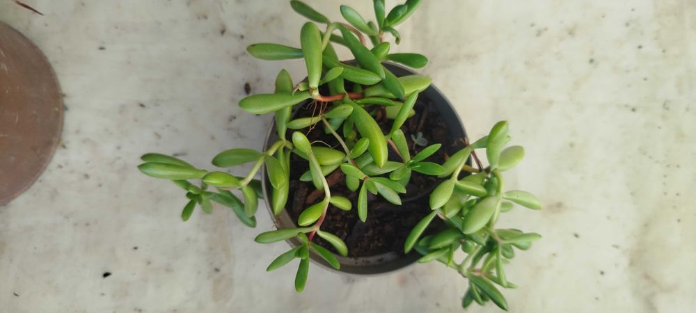 Suculentas por apenas 2€