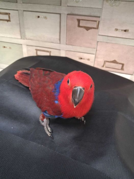 Papagaio ecletos femea