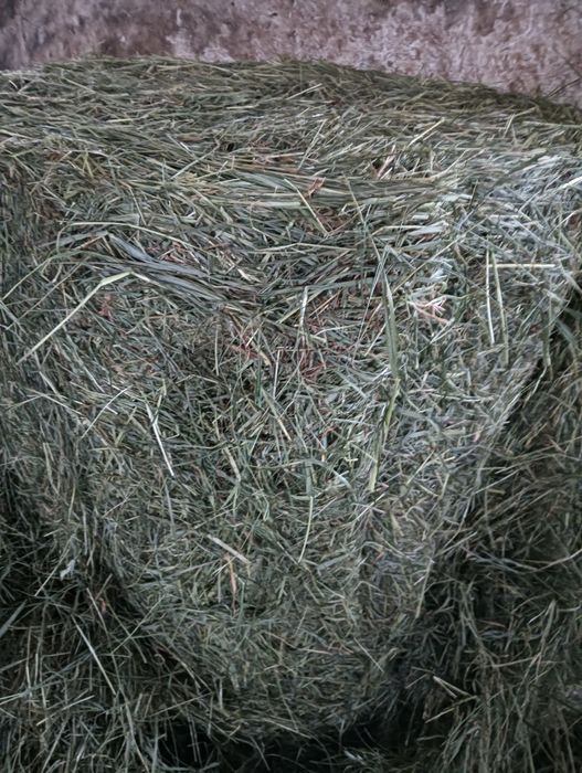 Sprzedam bele słomy, siana i sianokiszonki