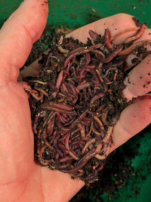 Minhocas Californianas (Eisenia Foetida) para vermicompostagem