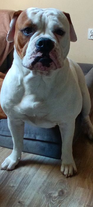 Buldog Amerykański (American bulldog)suczka
