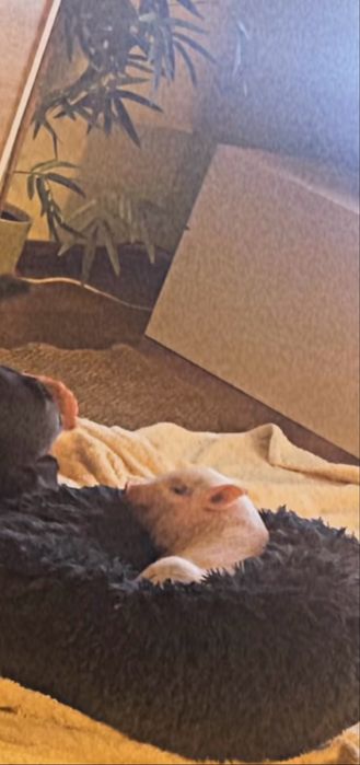 Porco anao Pink domesticado