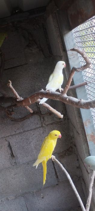Venndo 2 machos e 1 fêmea