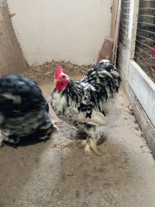 Продаю півників карликового кохінхіна окрас мрамор.