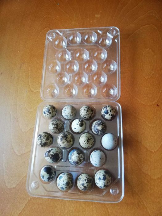 Jajka przepiórcze konsumpcyjne, świeże zdrowe. Dostępne od ręki