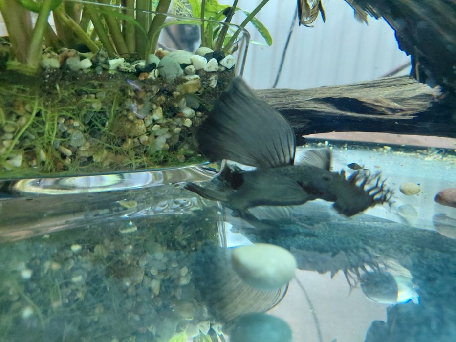 Dragon green zbrojnik male 3-5cm