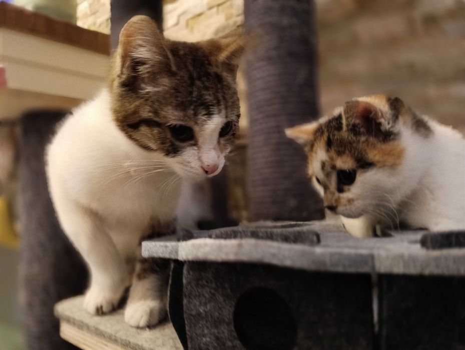 KRUSZONKA i CHAŁWA szukają tylko wspólnego domu! Adopcja razem