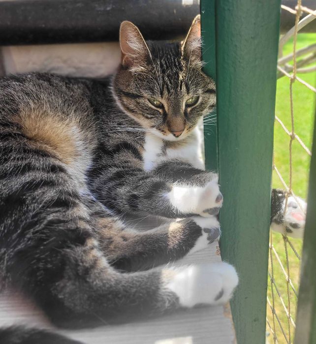 Nunu - kotka z problemami nie może znaleźć domu