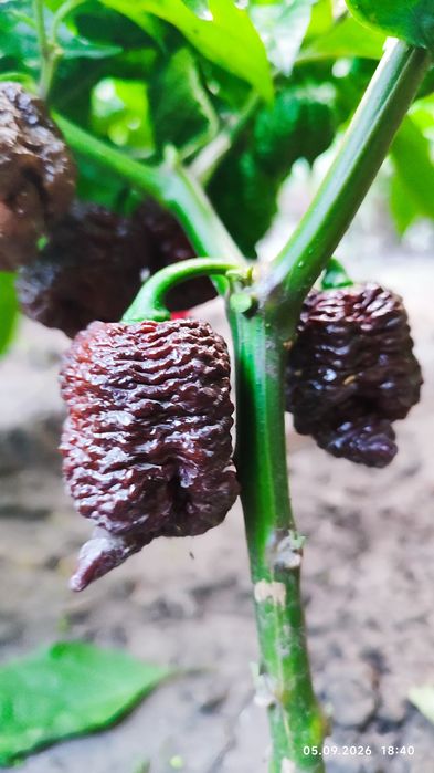 Carolina Reaper надгострий перець