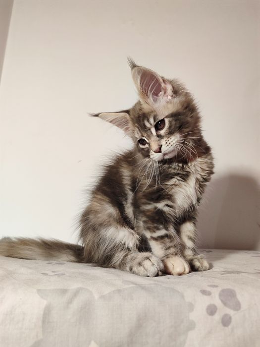 Мейн-кун дівчинка