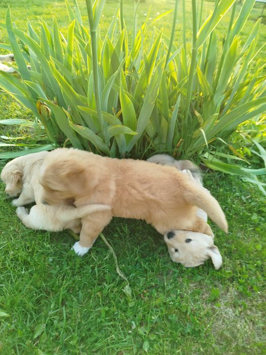 Golden Retriever szczeniaki