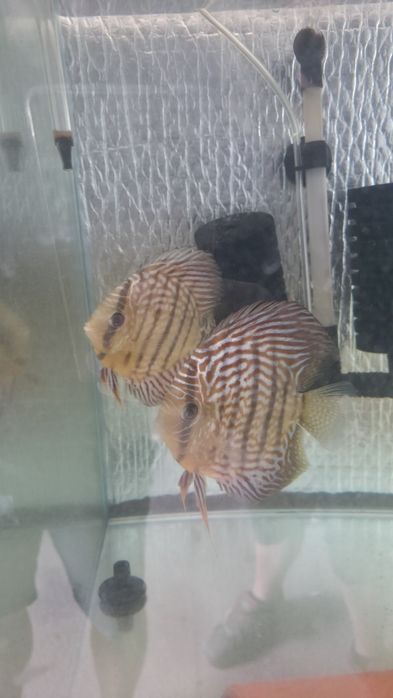 Casal discus Red Turquesa