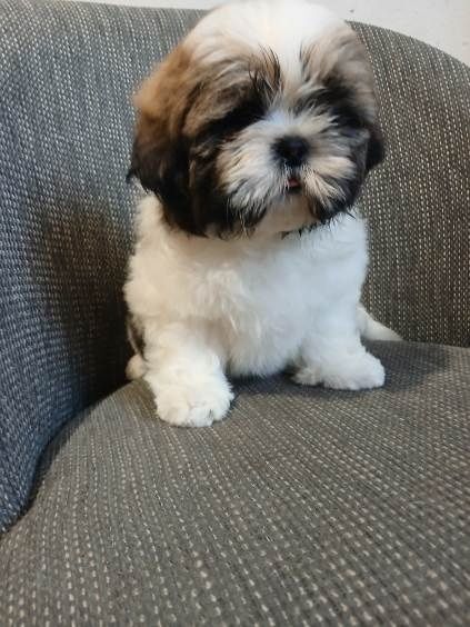 Shih tzu do rezerwacji
