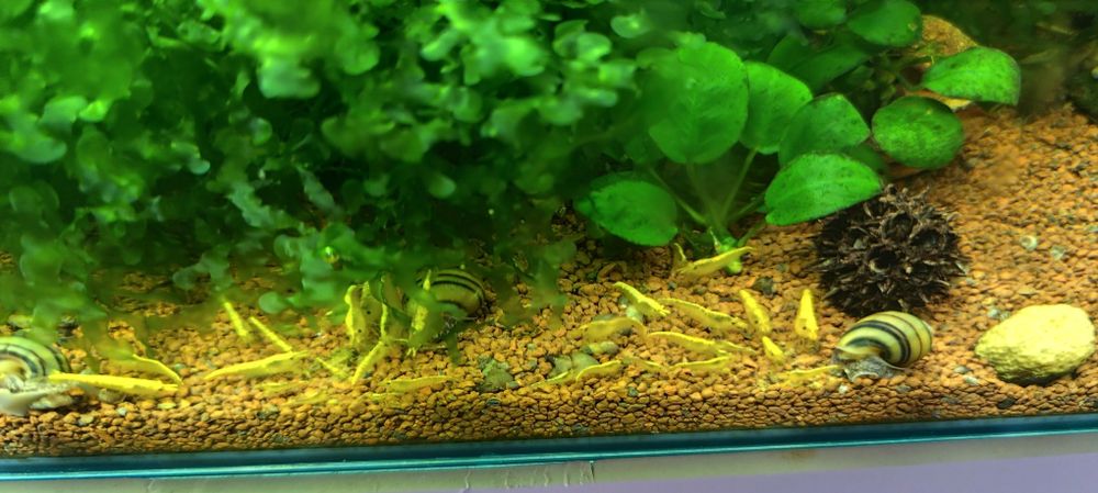 Caridinas crystal black e red puras e neocaridina Yellow néon back