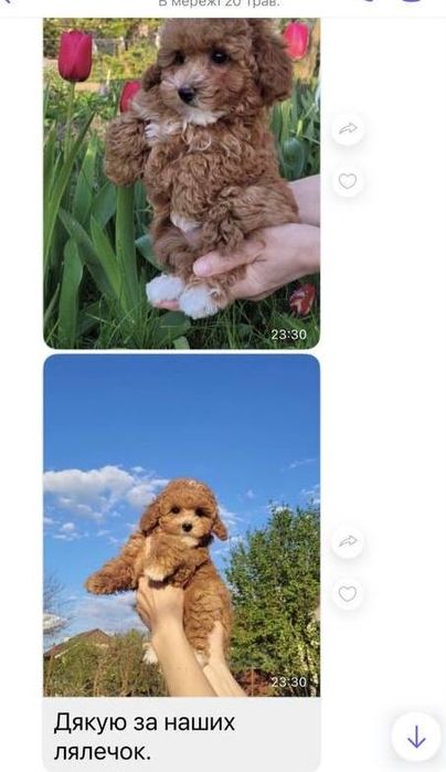 Вязка Той Пудель Teddy "Red Braun" Бейбі фейс