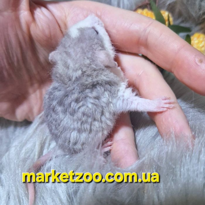 Ексклюзивний щурик Дамбо Рекс – рідкісний "Блакитний Хаскі" з кучеряво