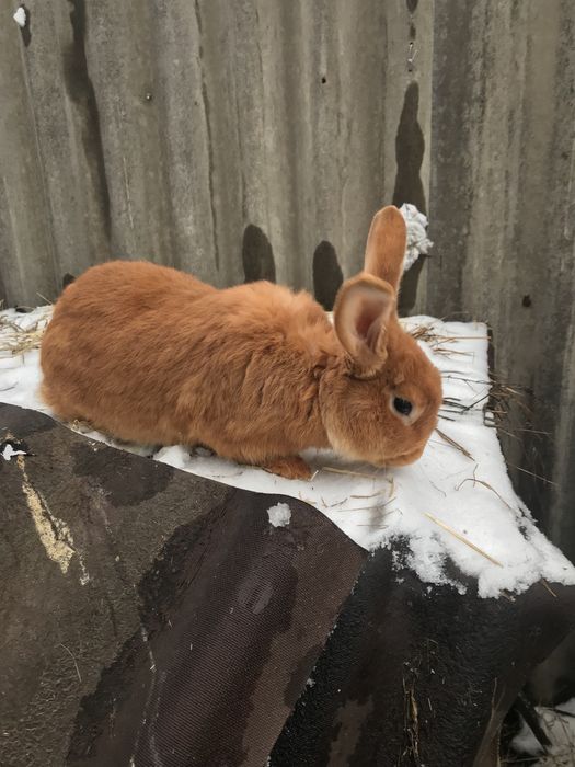 Продам кроликів.