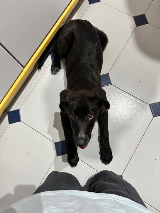 Cadela arraçada de pastor alemão com 3 meses e meio