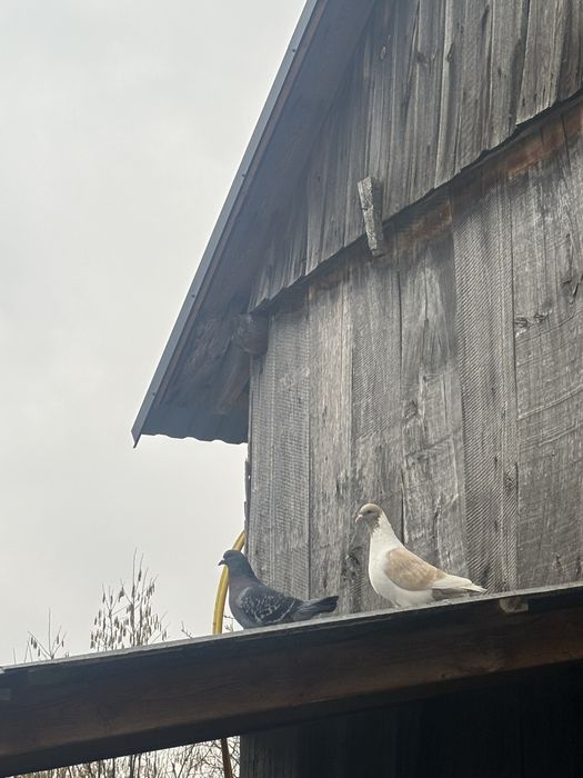 Gołębie różne rodzaje