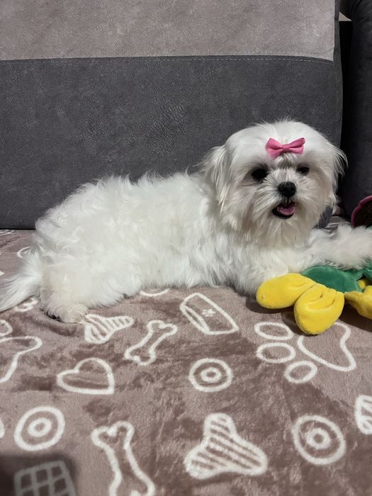 Maltańczyk - drobna suczka do kochajacego domu