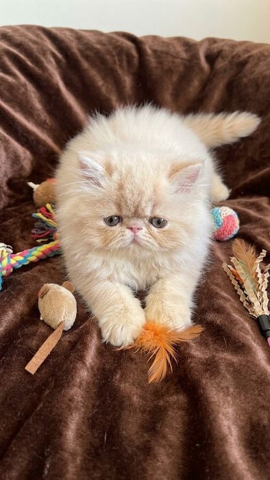 Супер гарний малюк персидської породи