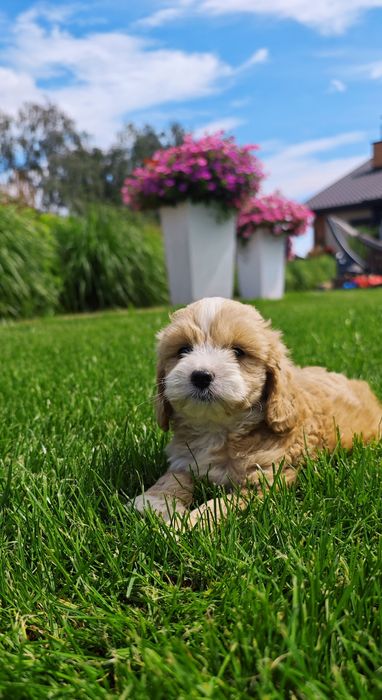 **Cockapoo** cudowny piesek!