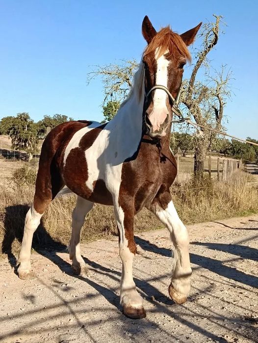 Cavalo percheron malhado