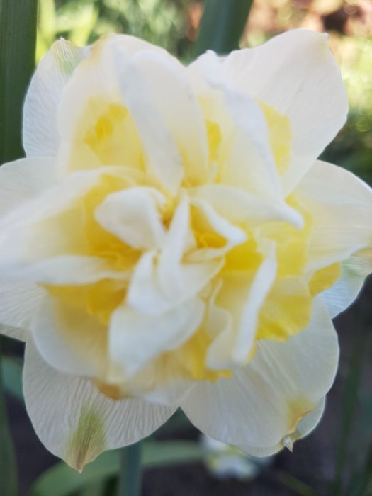 Нарциси сортові.