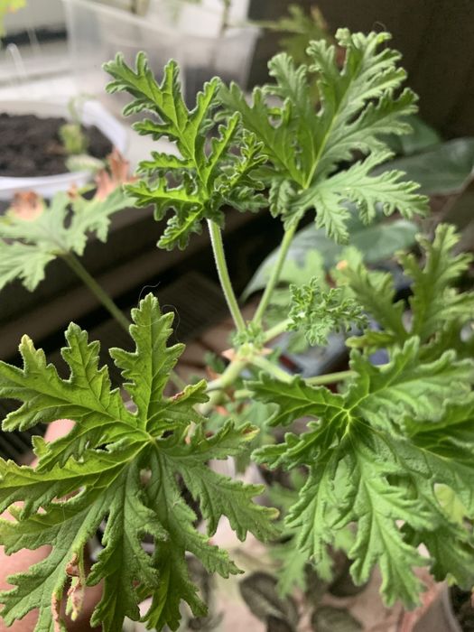 Душистая пеларгония с запахом лимона