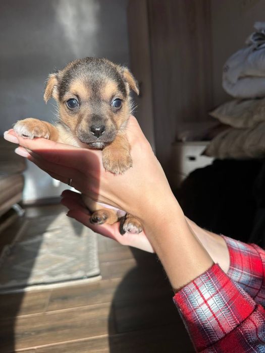 Щенята безкоштовно