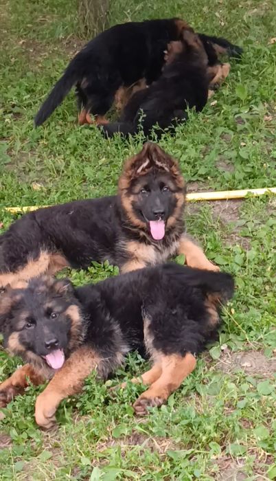 Німецька вівчарка