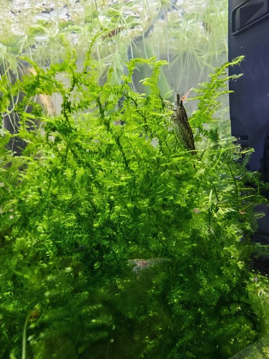 Musgo de Aquário (Java Moss / Musgo de Java) – Perfeito para Camarões e Alevins!