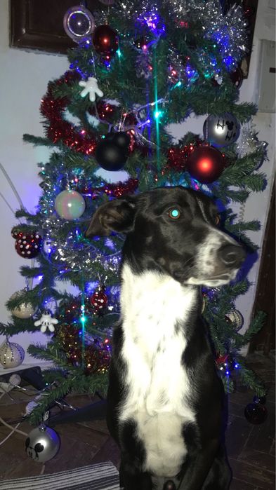 Cão para adoção com máxima urgência