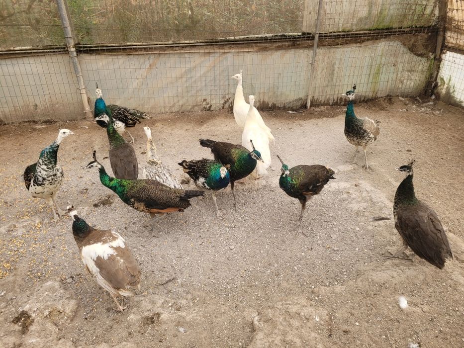 Pavões diretamente  do criador pavões adultos várias cores