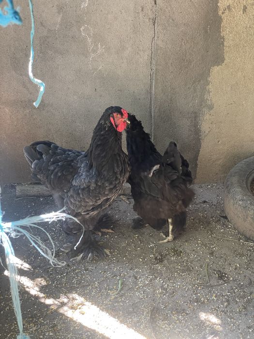 Casal de brahmas