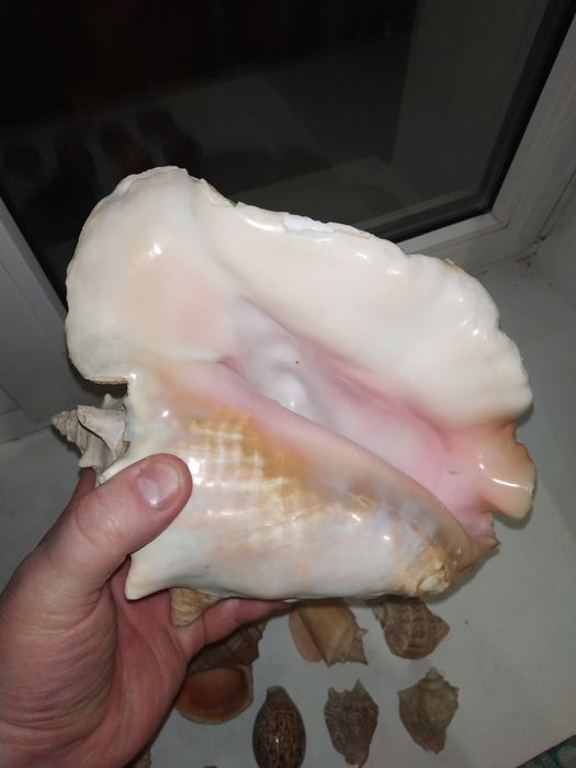 Ракушки для аквариума.