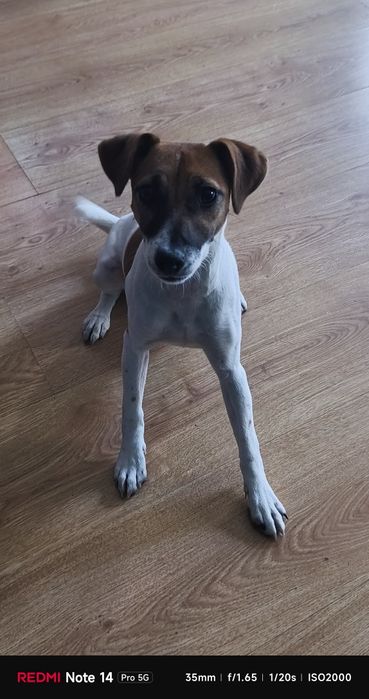 Jack Russell terrier