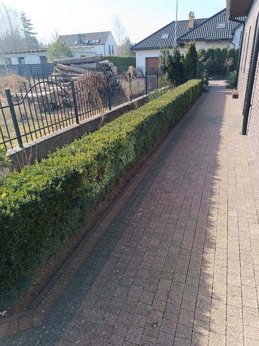 Bukszpan duży. Wieloletni, ładny.