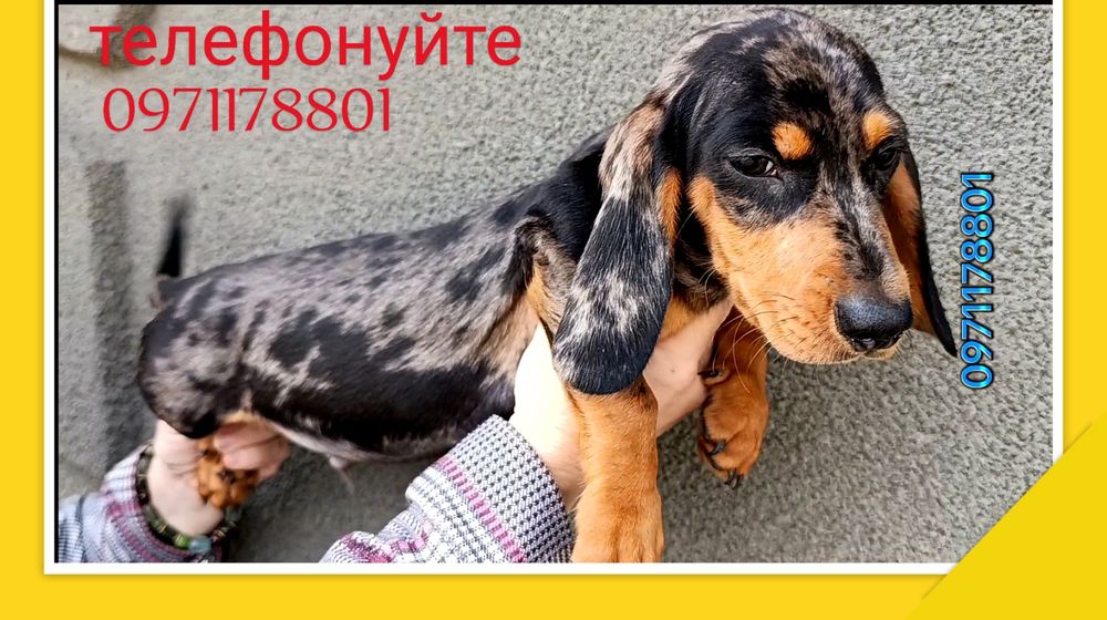 Міні такса хлопчик мраморного забарвлення